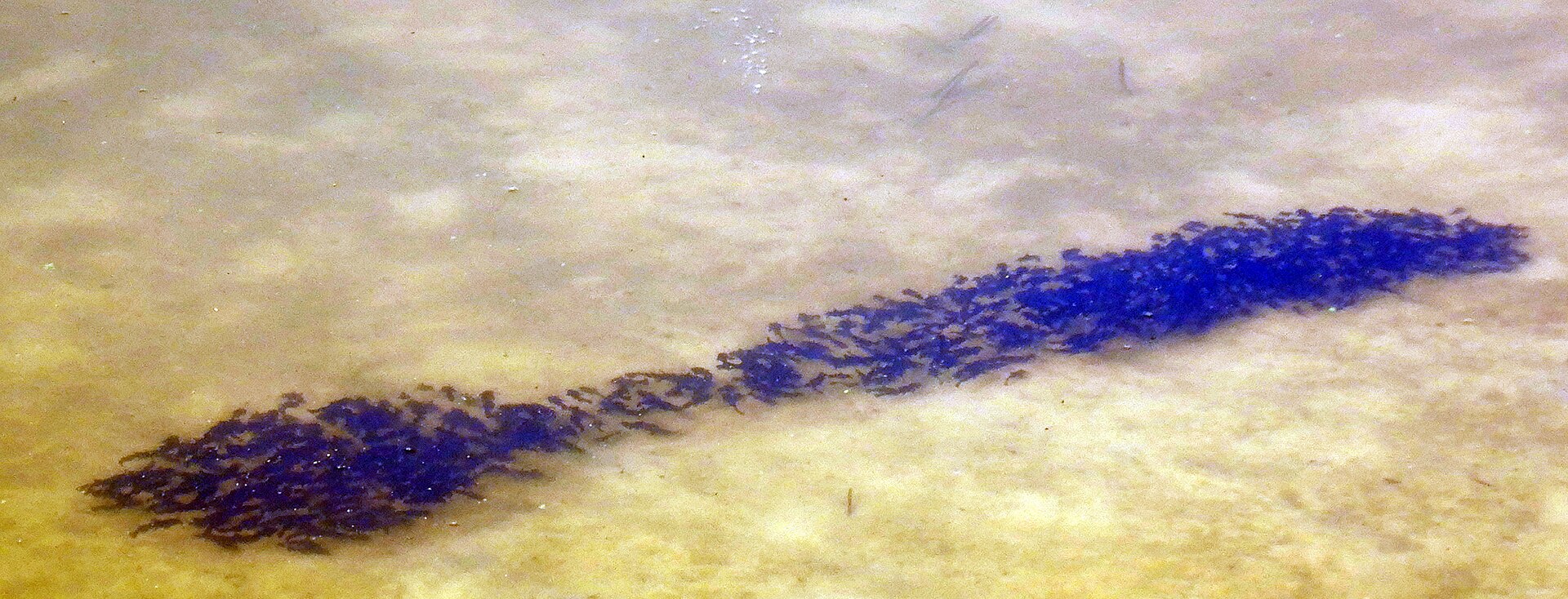pêche poisson chat