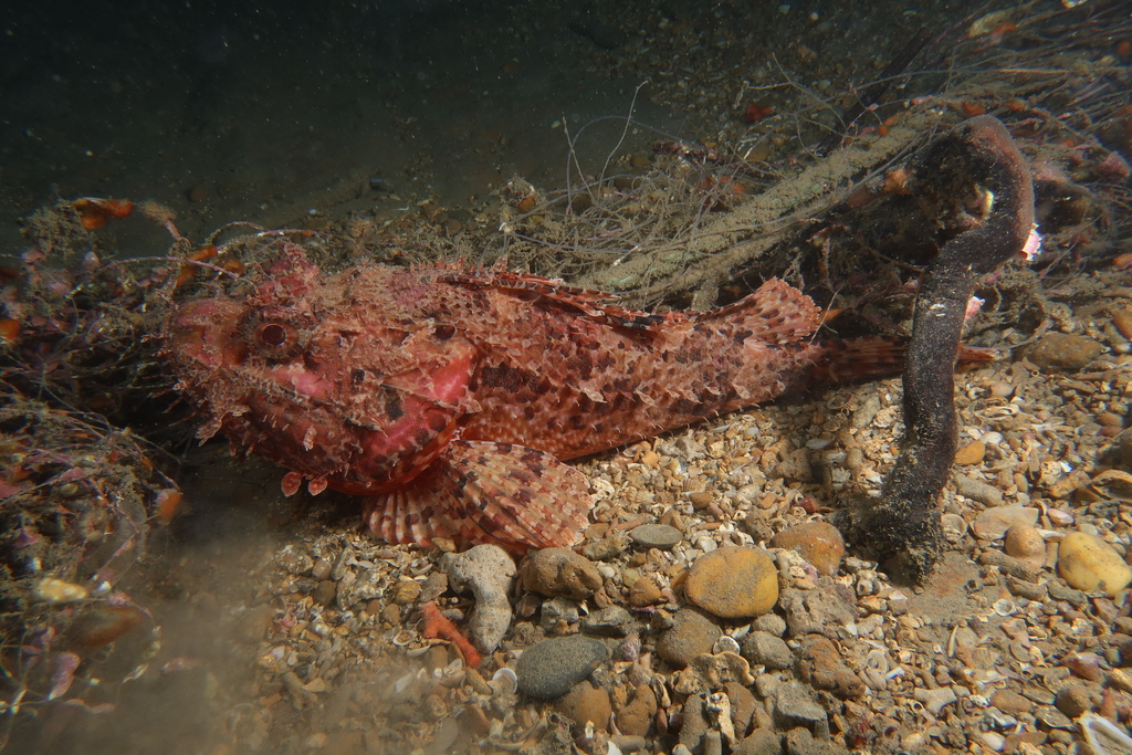 habitat poisson la rascasse