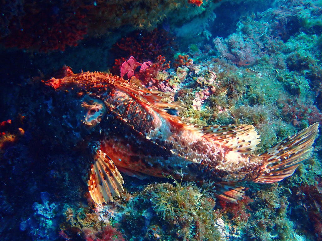 poisson la rascasse - Rascasse