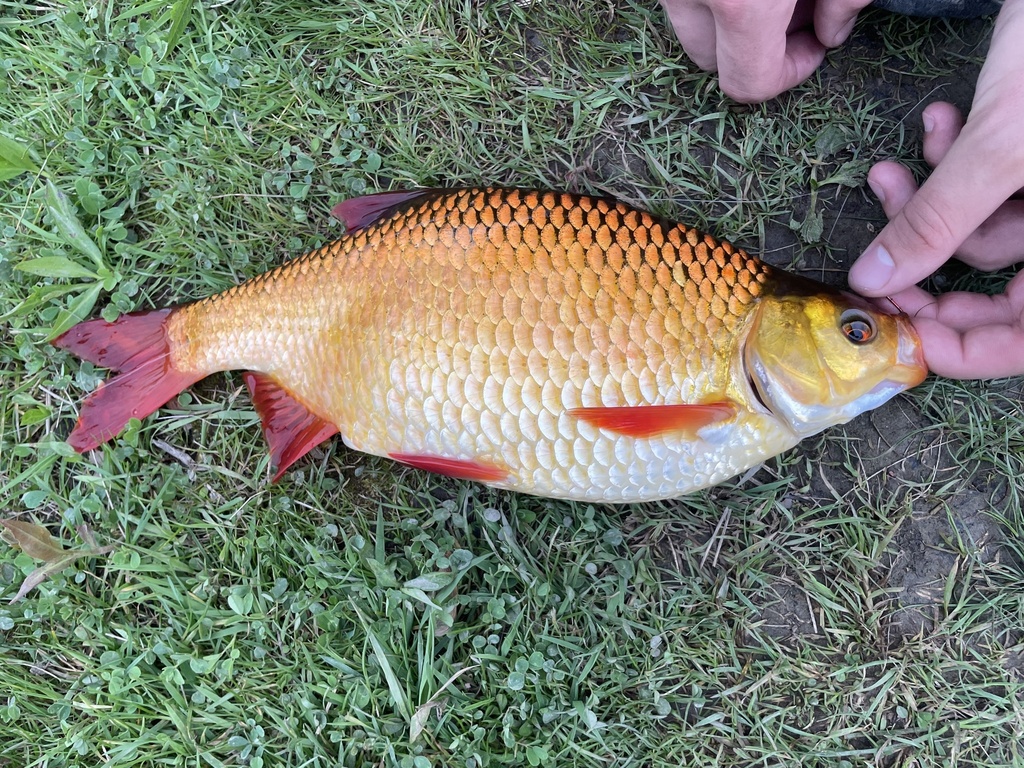 Le Rotengle - Morphologie, habitat et pêche légère en surface rotengles - identification