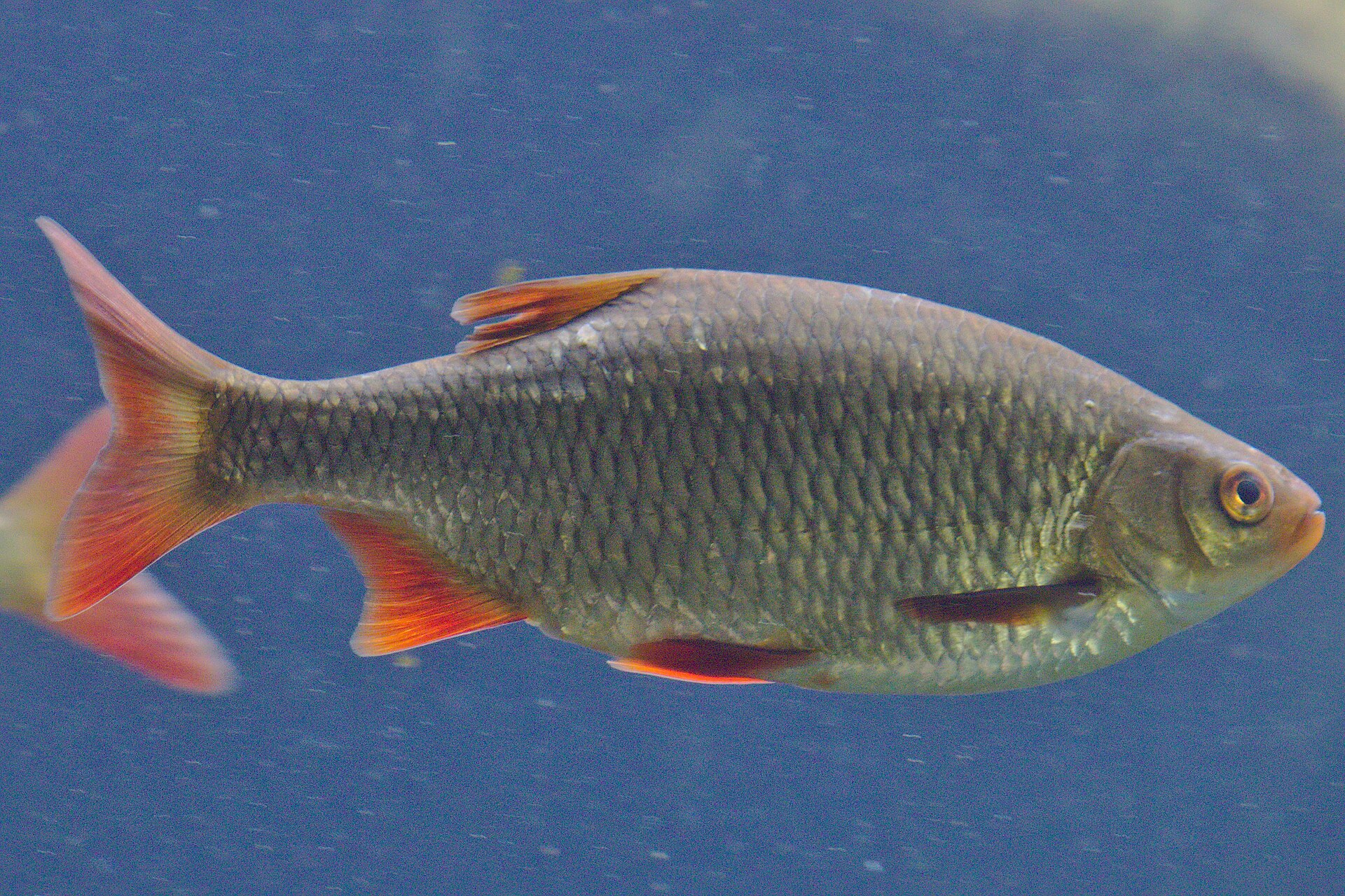 Le Rotengle - Morphologie, habitat et pêche légère en surface habitat rotengles
