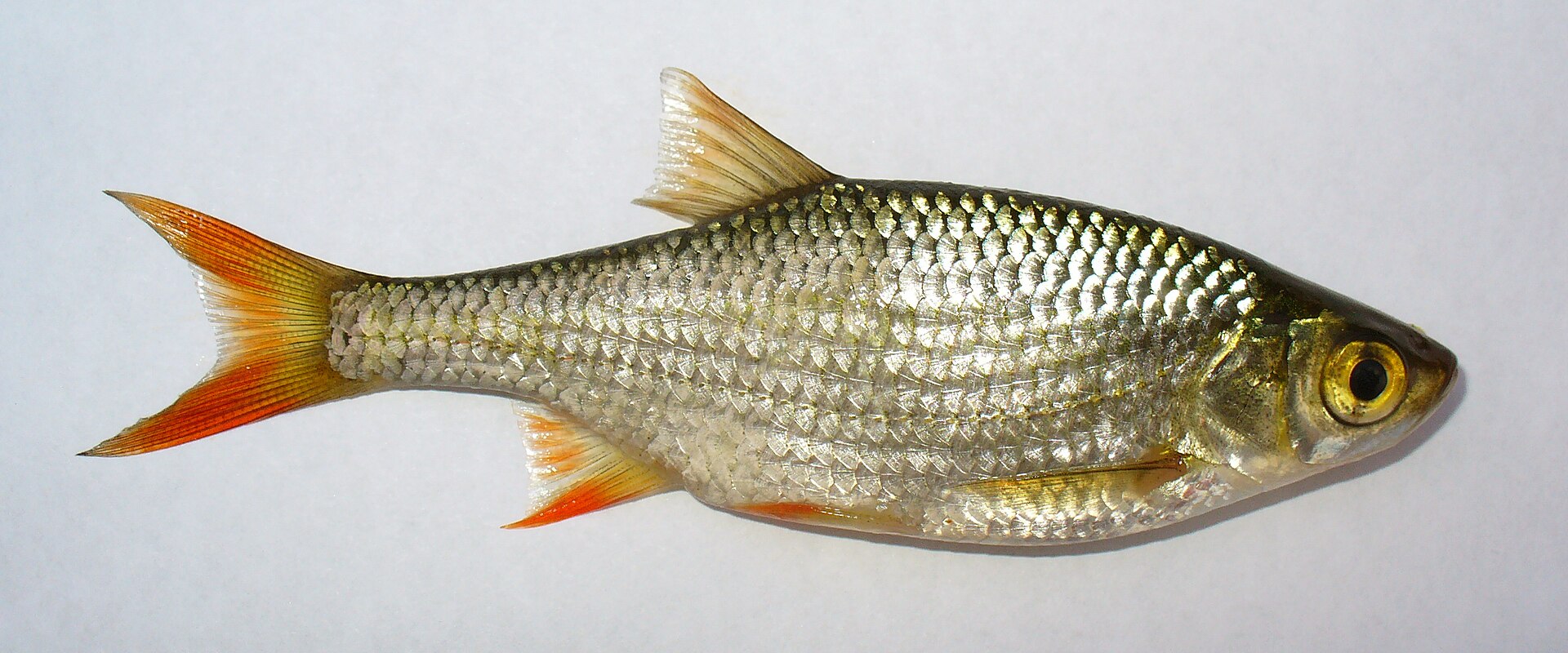 Le Rotengle - Morphologie, habitat et pêche légère en surface rotengles - Rotengle