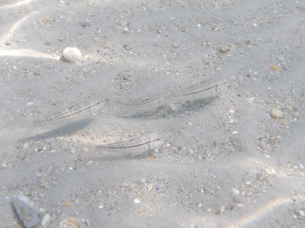 grondin rouget - identification
