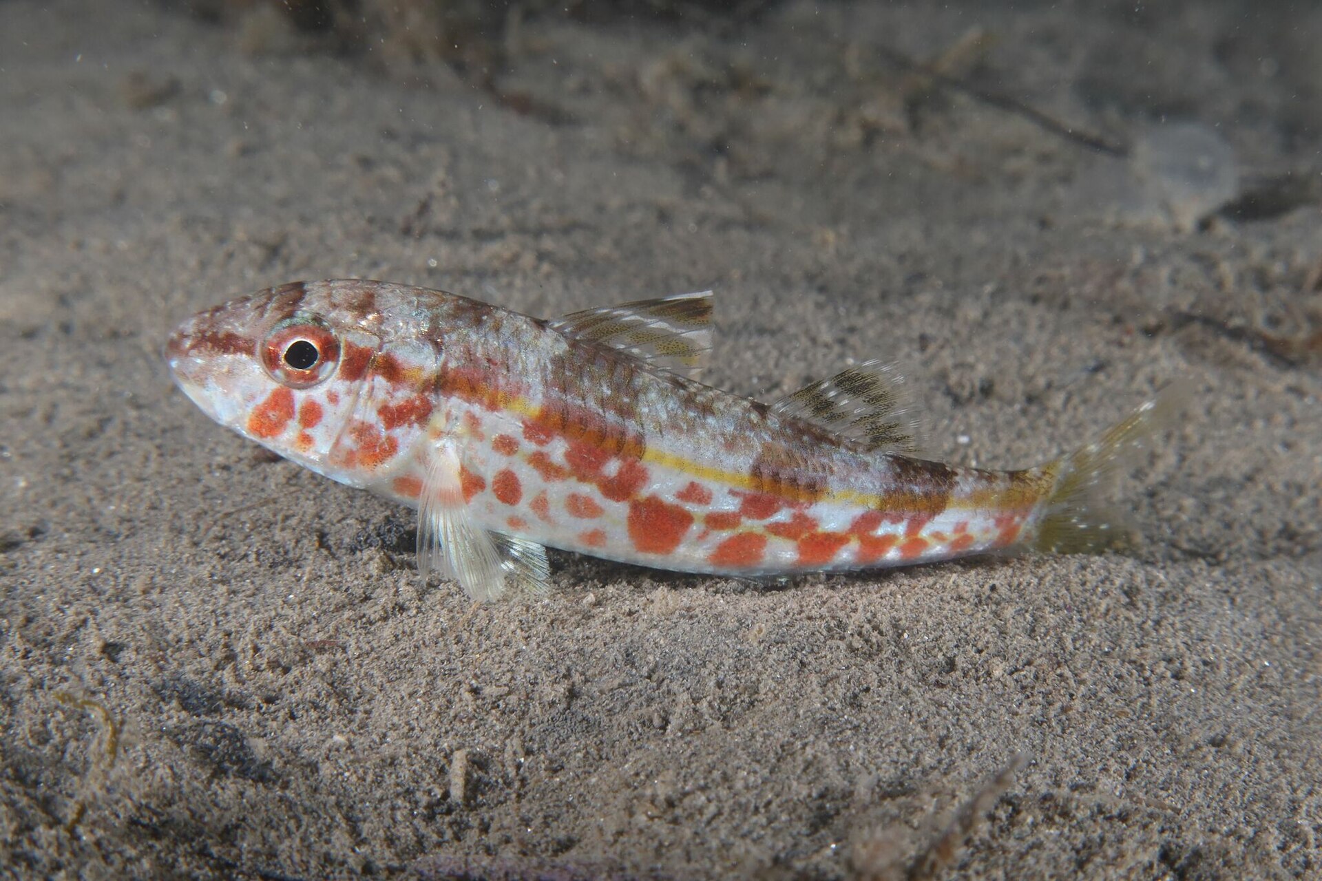 pêche grondin rouget