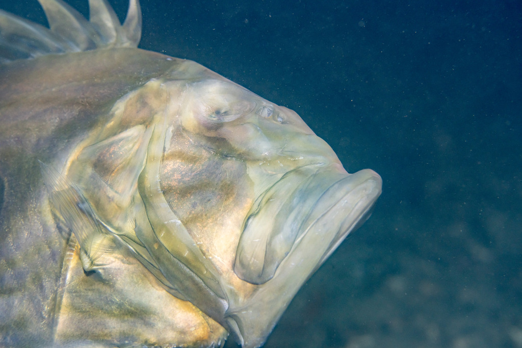 saint-pierre poisson - identification