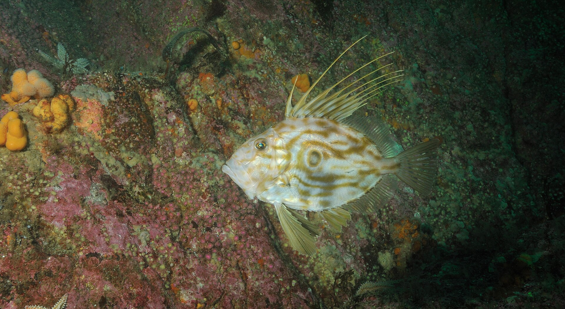 habitat saint-pierre poisson
