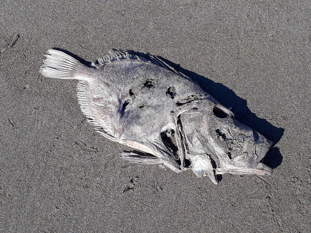 pêche saint-pierre poisson