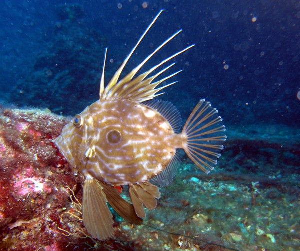 saint-pierre poisson - Saint-Pierre