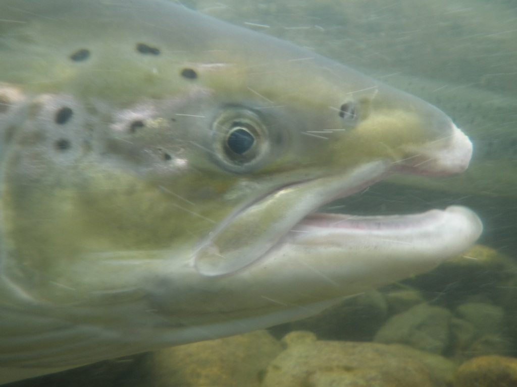 Le Saumon Atlantique - Cycle de vie, migration et pêche peche au saumon - identification
