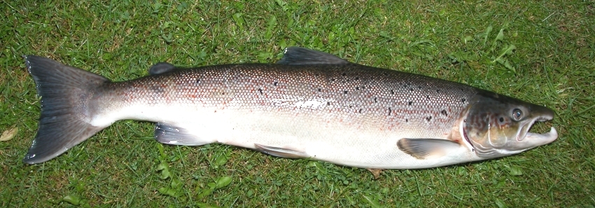 Le Saumon Atlantique - Cycle de vie, migration et pêche peche au saumon - Saumon Atlantique