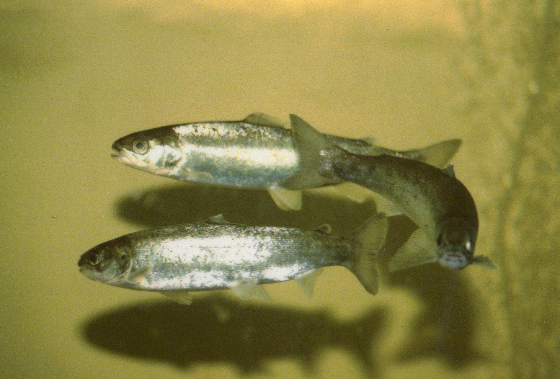 Le Saumon Atlantique - Cycle de vie, migration et pêche habitat peche au saumon