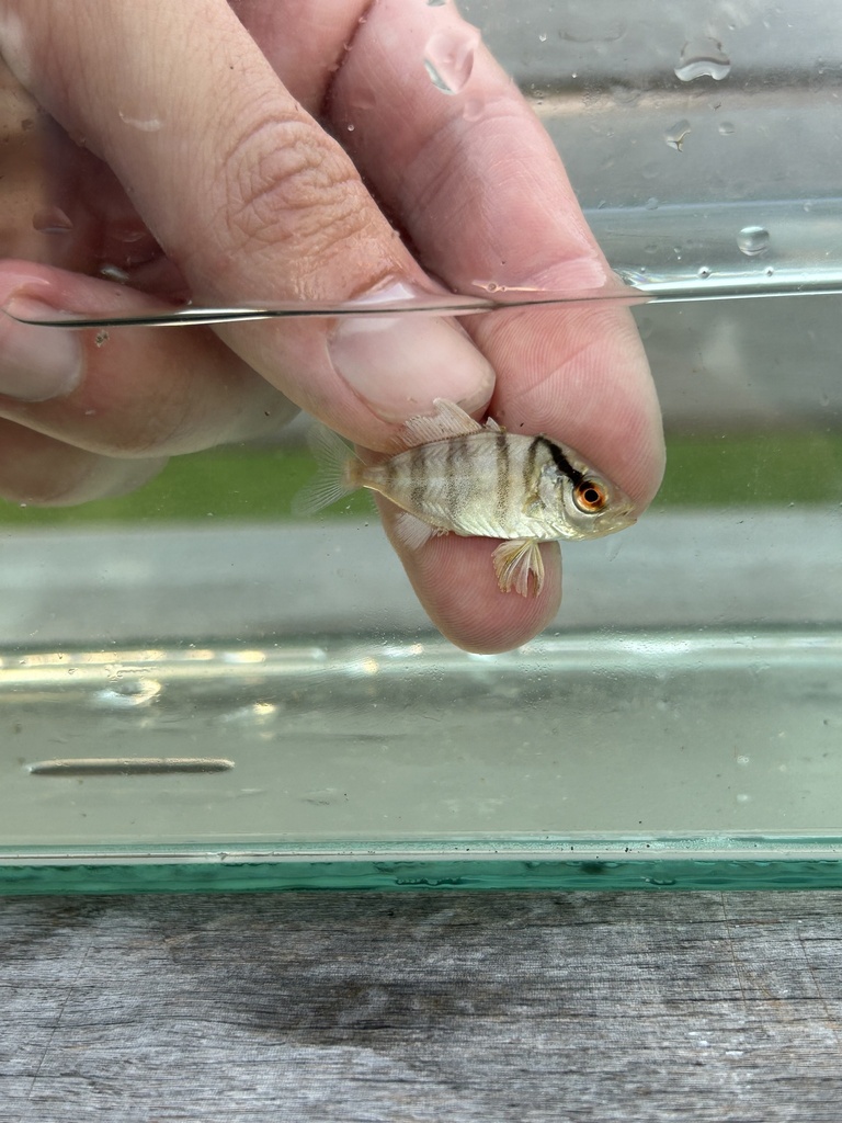 seriole - identification