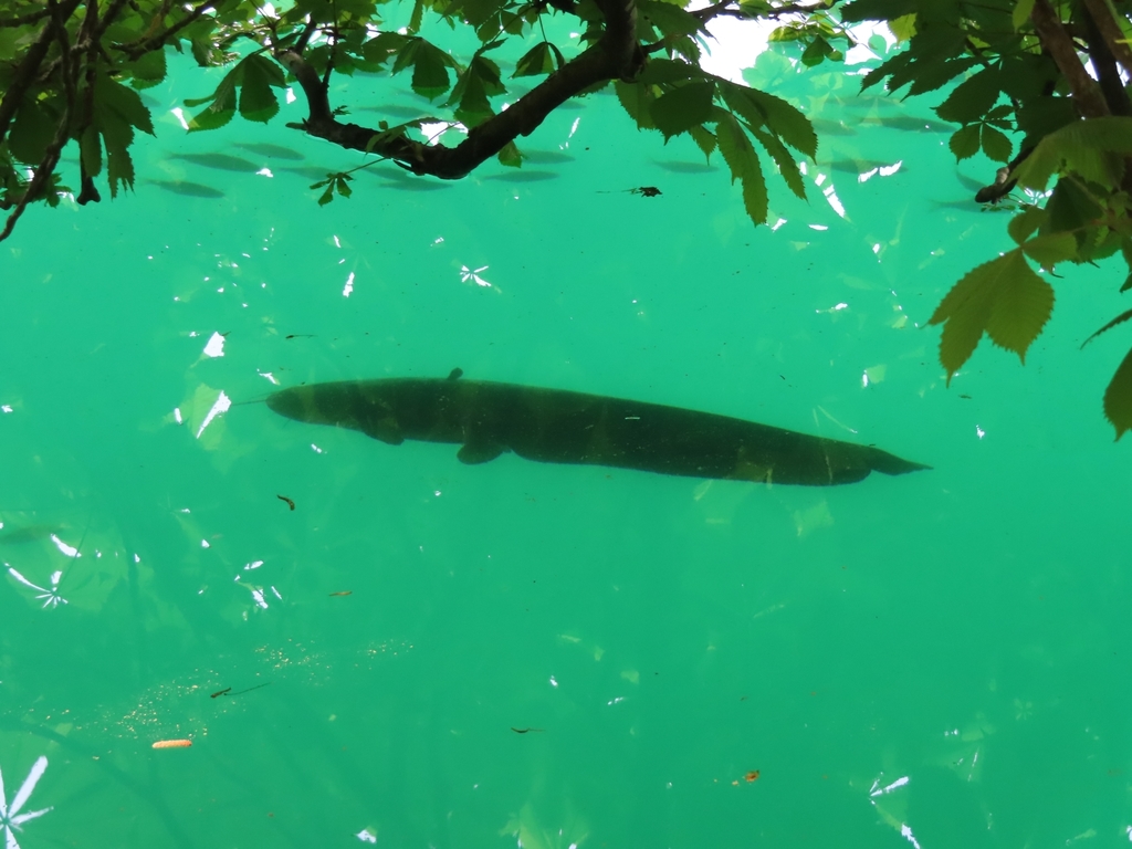 habitat silure
