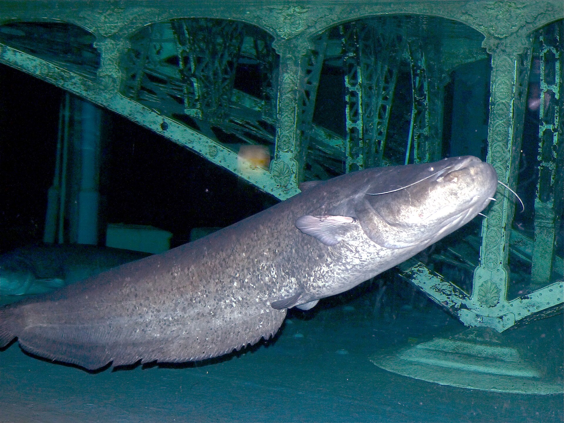 pêche silure