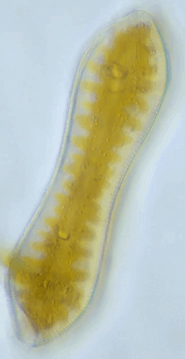 La Sole - Habitat sableux et pêche en surf et au bas de ligne poisson soleil - identification