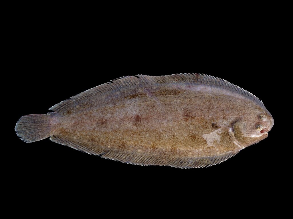 poisson soleil - Sole