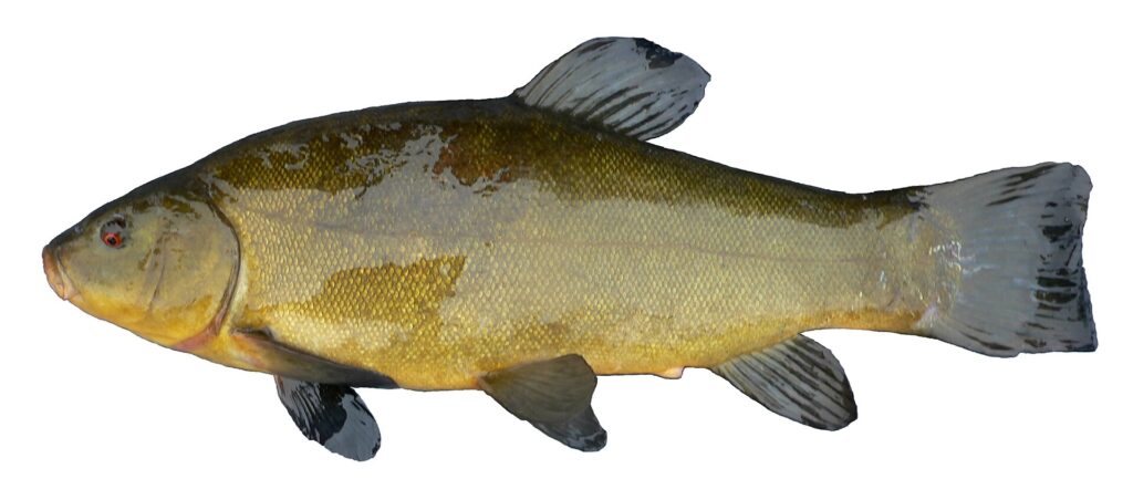 La Tanche - Habitat, mœurs et pêche en étang et en rivière tanche - Tanche