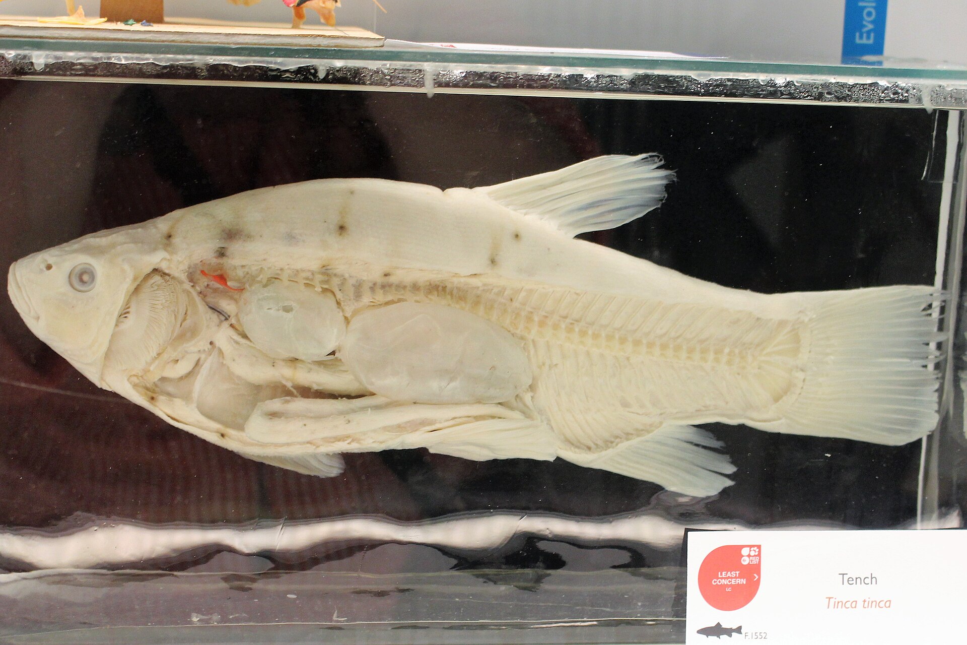 habitat tanche