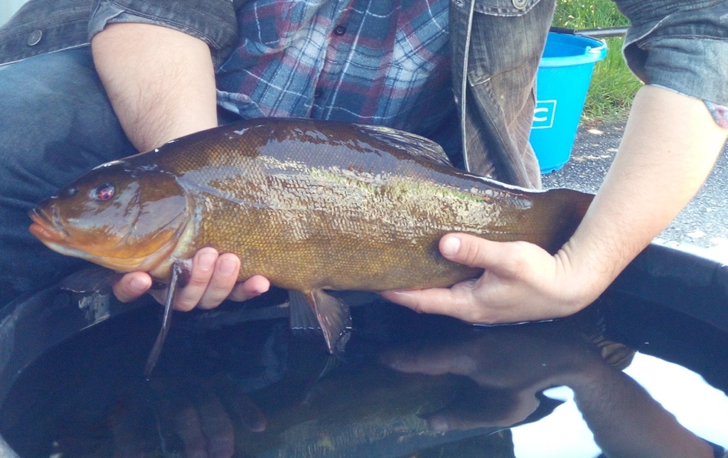 pêche tanche