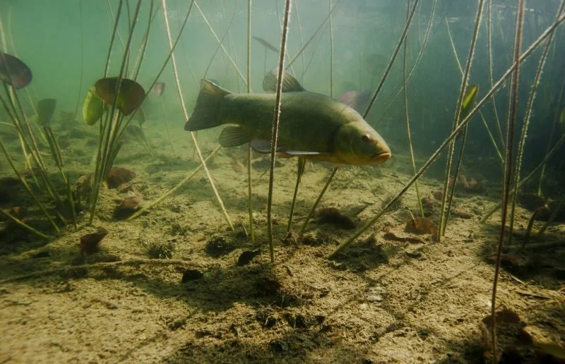 La Tanche - Habitat, mœurs et pêche en étang et en rivière tanche poisson