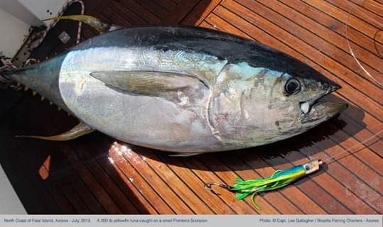 Le Thon - Biologie, migration transocéanique et pêche hauturière thon albacore - identification