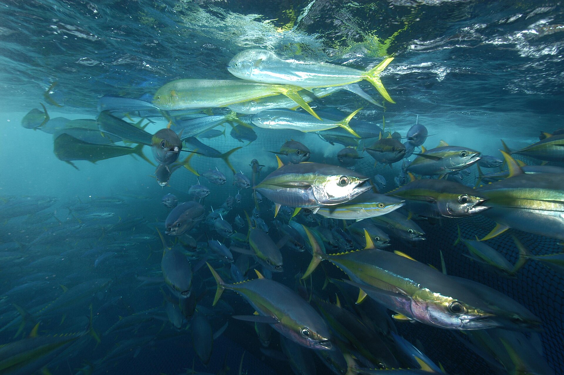 Le Thon - Biologie, migration transocéanique et pêche hauturière habitat thon albacore