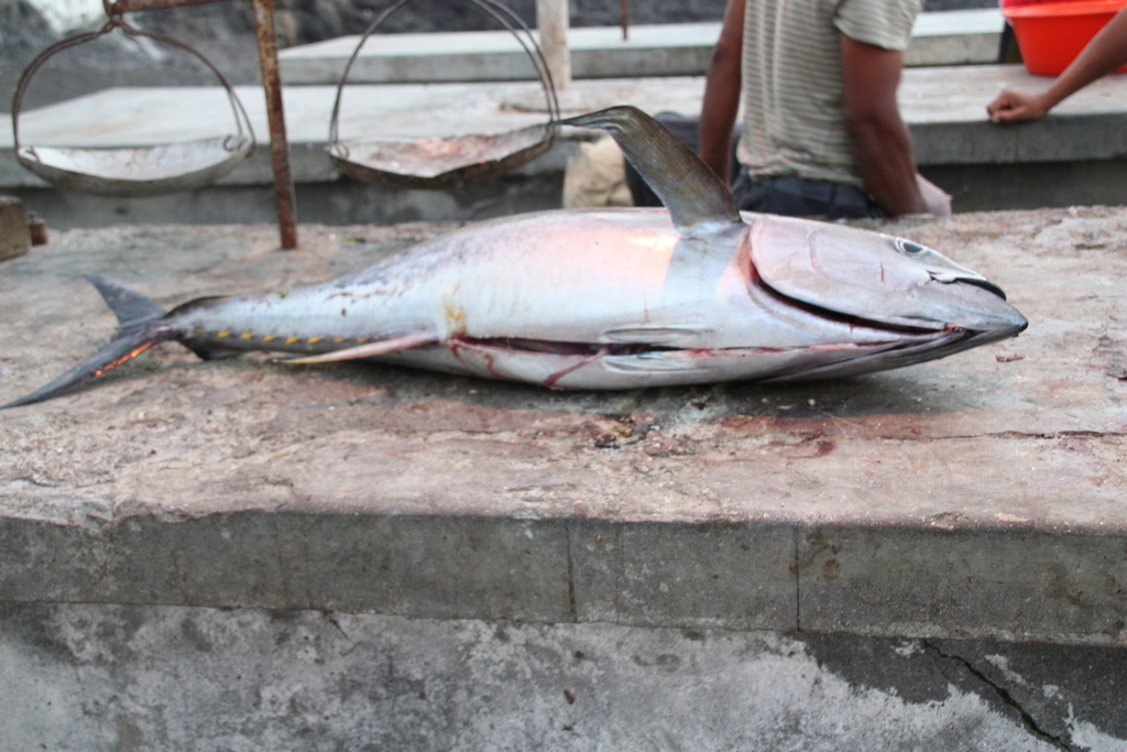 Le Thon - Biologie, migration transocéanique et pêche hauturière pêche thon albacore
