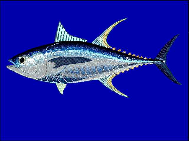 Le Thon - Biologie, migration transocéanique et pêche hauturière thon albacore - Thon