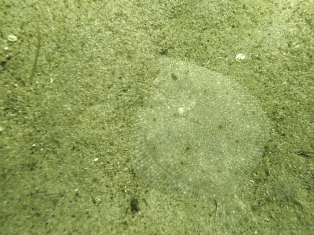 turbot fish - identification
