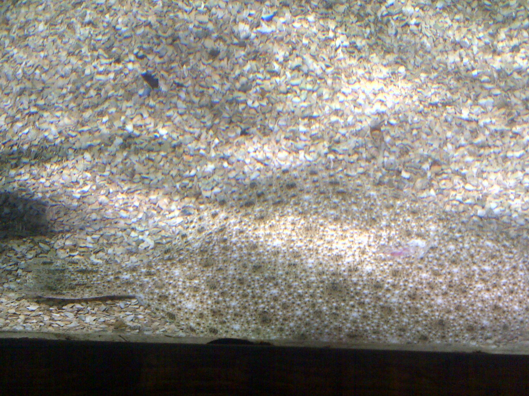 habitat turbot fish