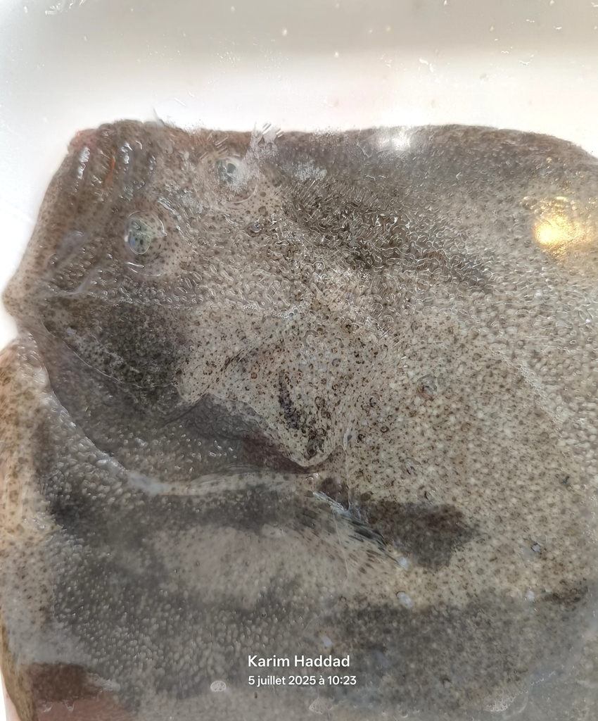 pêche turbot fish