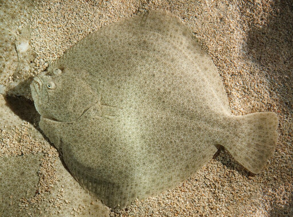 turbot fish - Turbot
