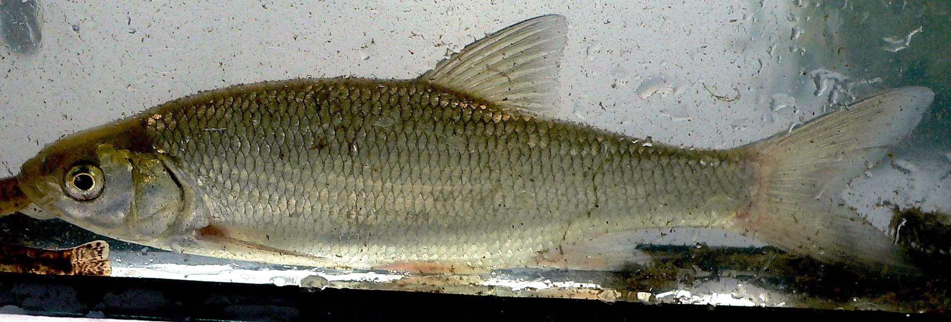 habitat vandoises