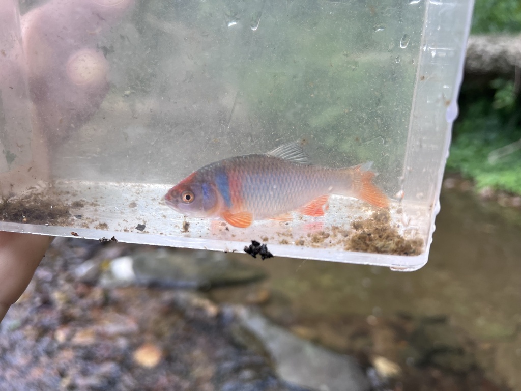 pêche vandoises