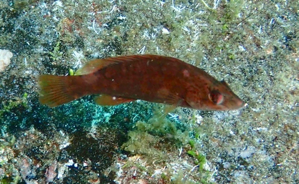 La Vieille - Distribution méditerranéenne et pêche au leurre vieille poisson - identification