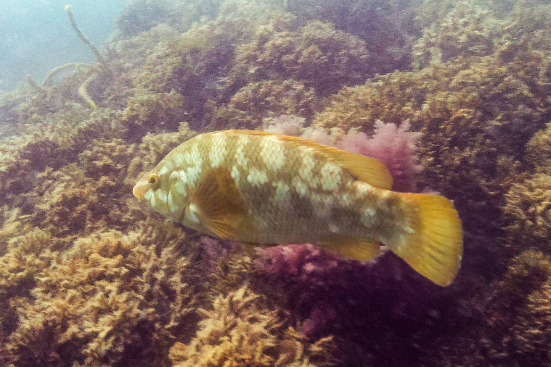 La Vieille - Distribution méditerranéenne et pêche au leurre habitat vieille poisson