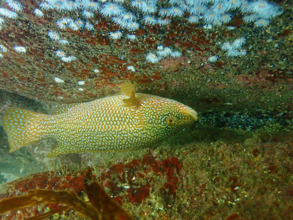 La Vieille - Distribution méditerranéenne et pêche au leurre pêche vieille poisson