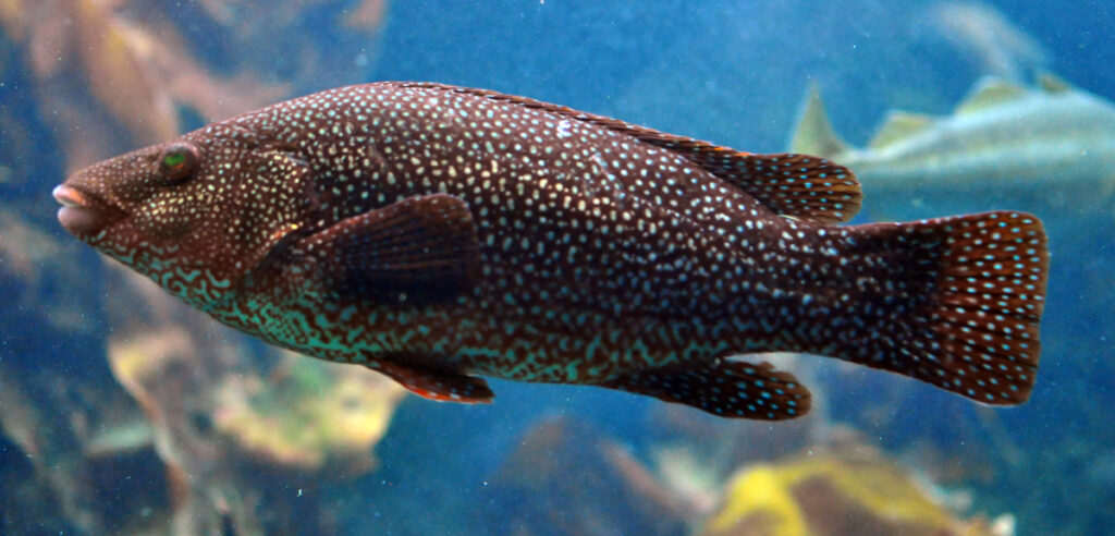 vieille poisson - Vieille