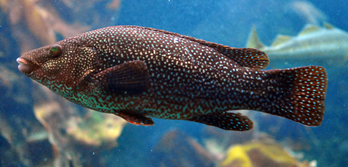 vieille poisson - Vieille