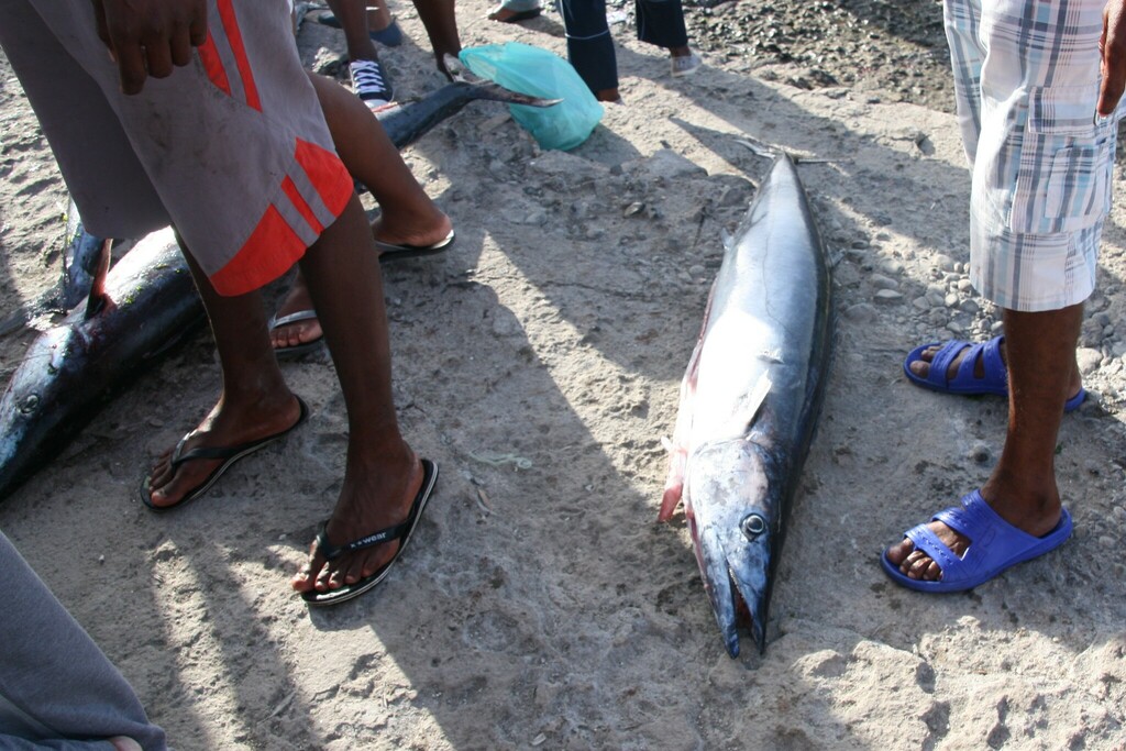 wahoo poisson - identification