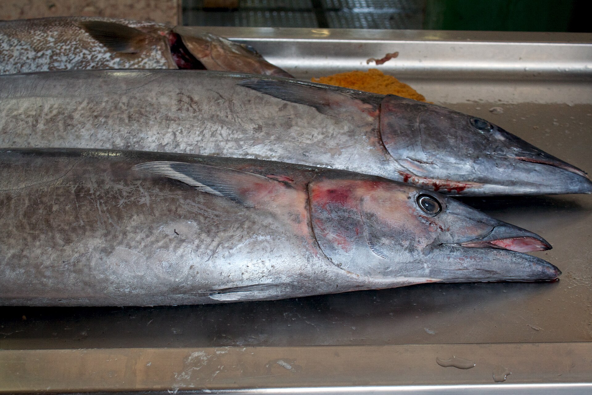 habitat wahoo poisson