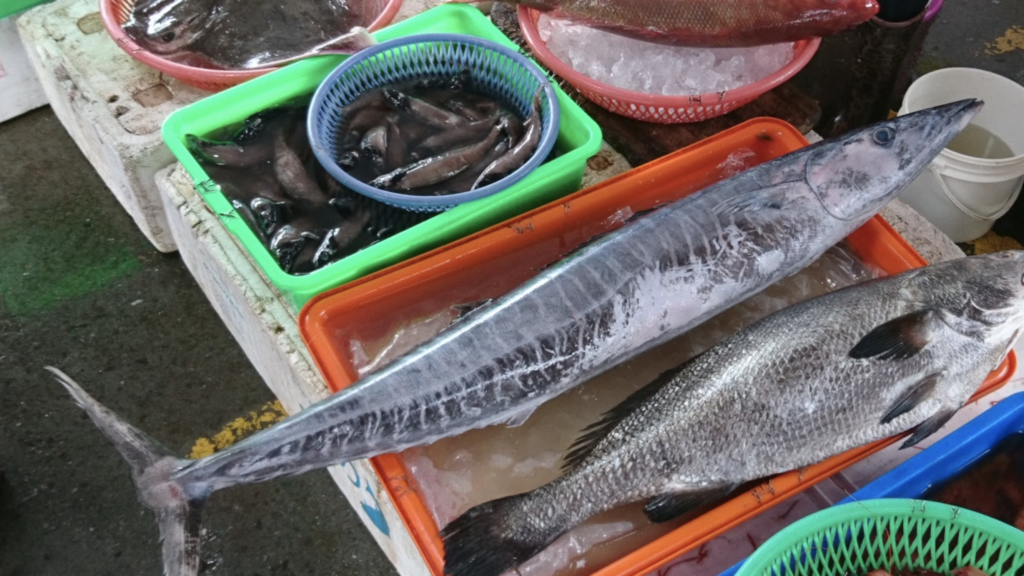 pêche wahoo poisson