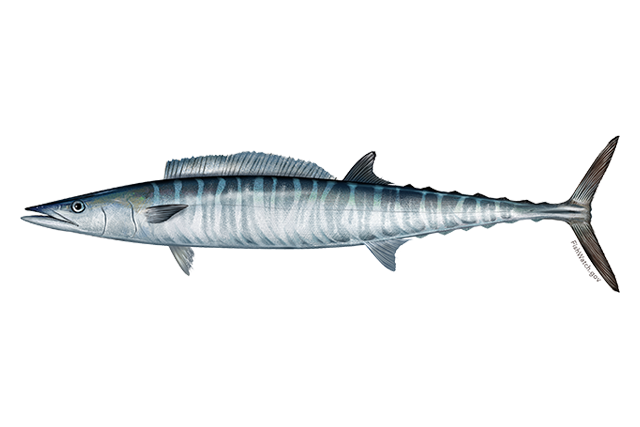wahoo poisson - Wahoo