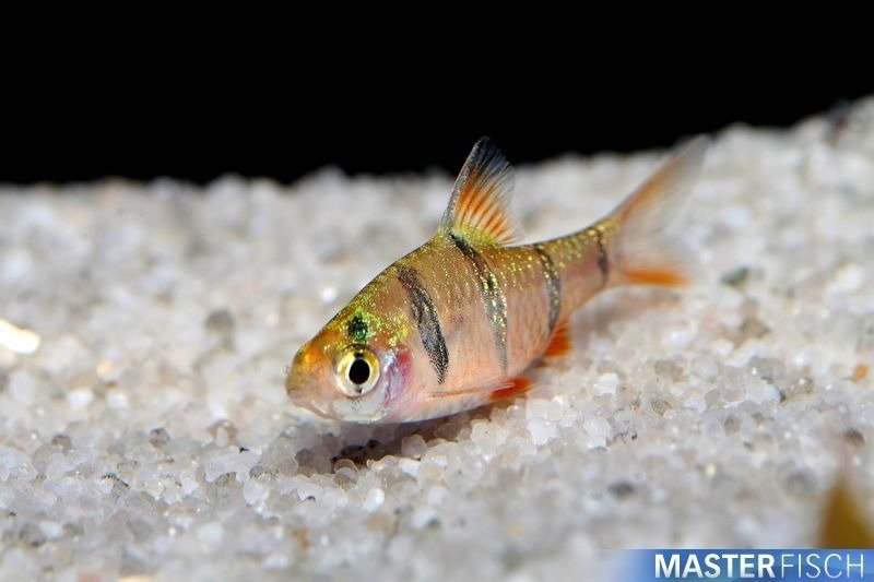 Poisson barbus