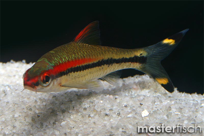 poisson-barbus-denisonii-puntius