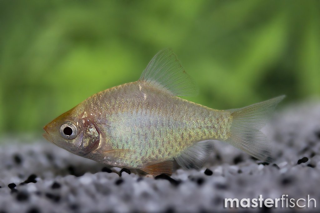 poisson-barbus-sumatra-vert-platinum-puntius-tetrazona
