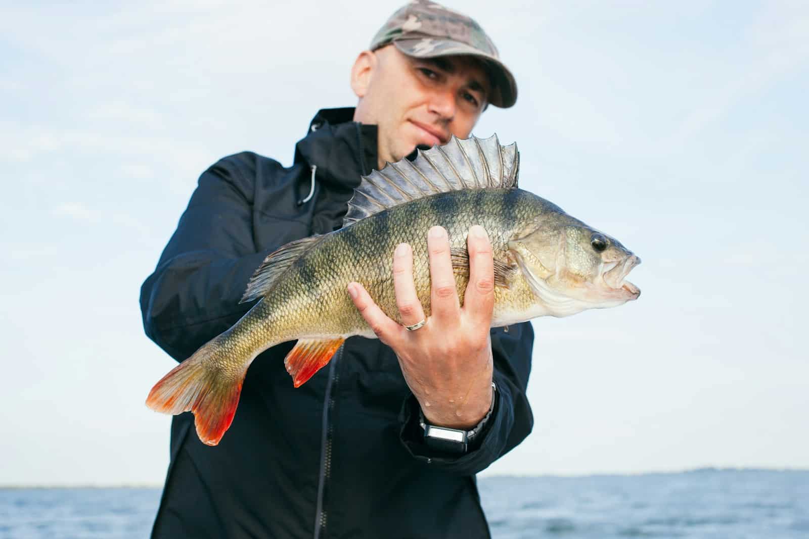 Ned rig : le montage finesse pour perches et black-bass Black-bass capturé sur un petit leurre finesse