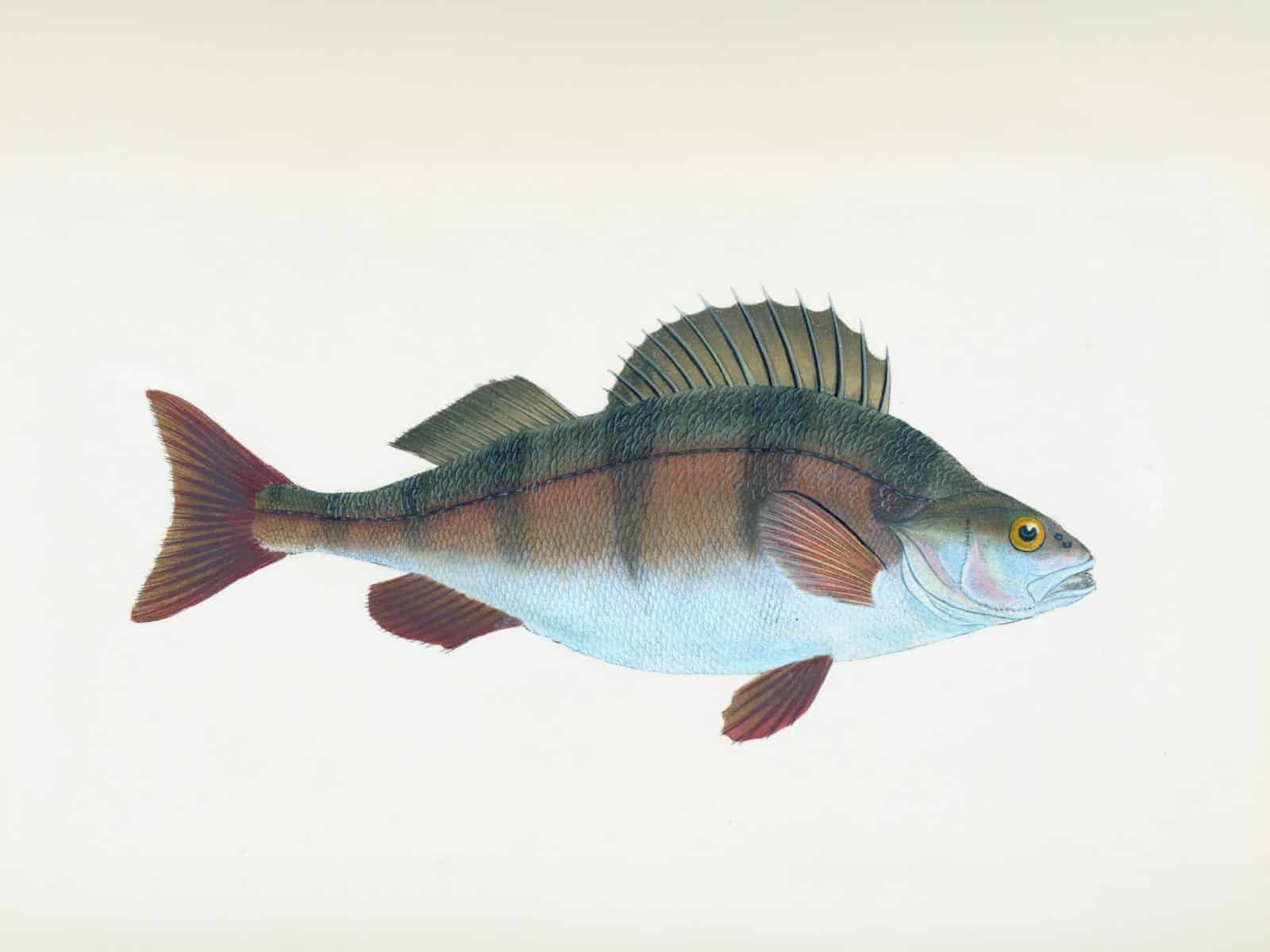 Ned rig : le montage finesse pour perches et black-bass Perche commune près d'un fond rocheux